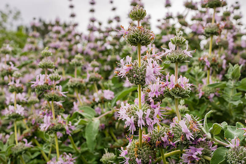 California purple sage