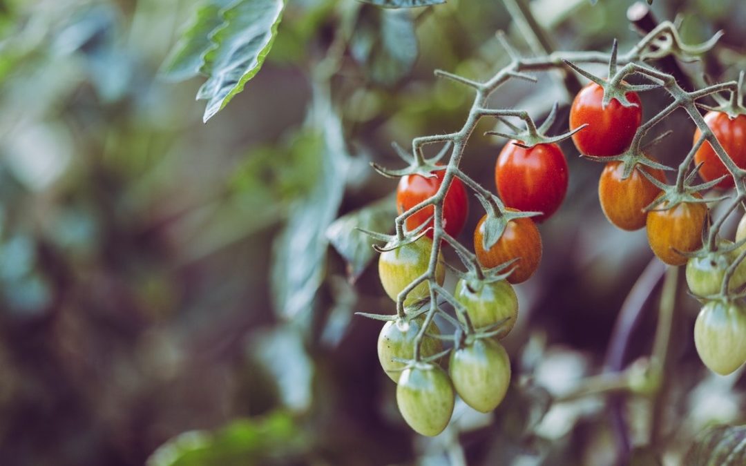 Resilience Gardening: Container Gardens