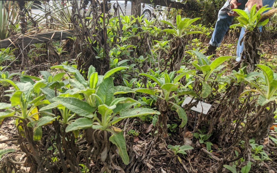 Resilience Gardening: Native Plant Gardening