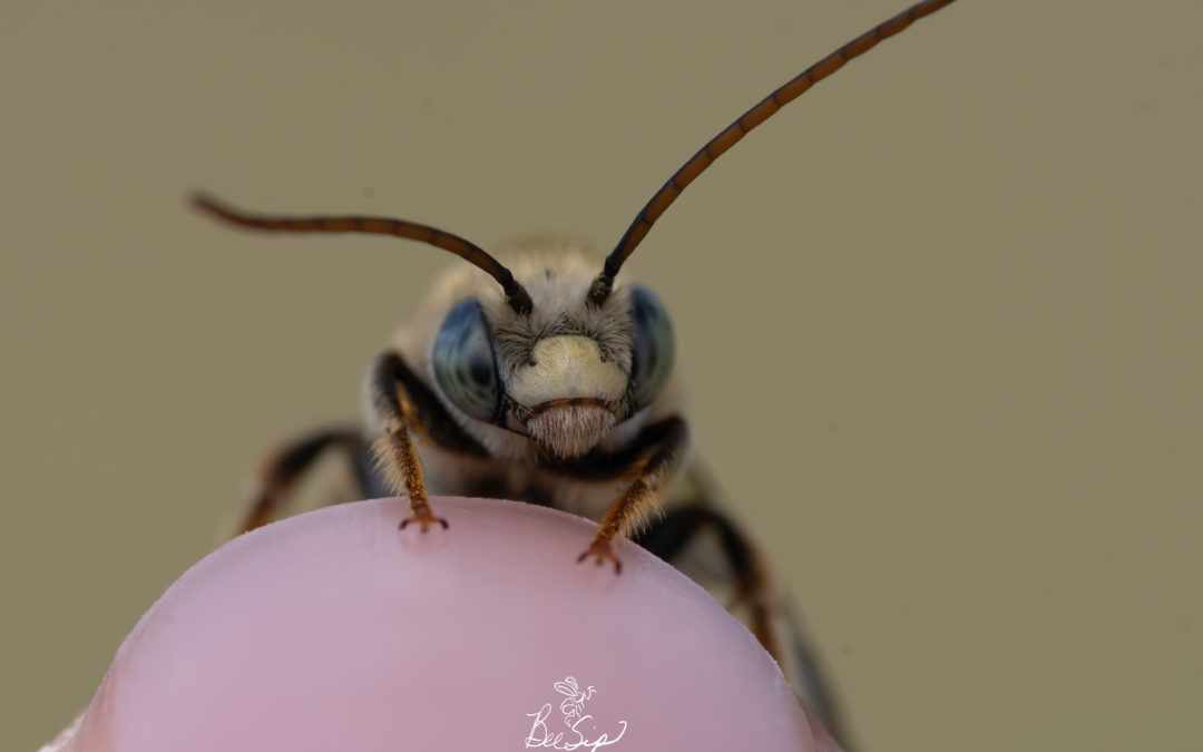 Krystle Hickman, Native Bee Photographer (Earth Share Episode 6)