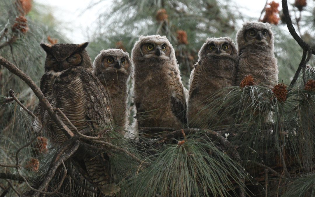 Friends of Arlington: Roberto Gabriel, Raptor Photographer