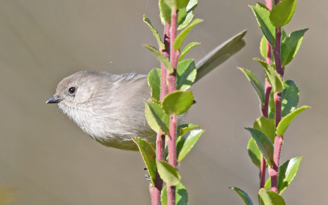 Year-Round Birds of Southern California: Bob Gorcik