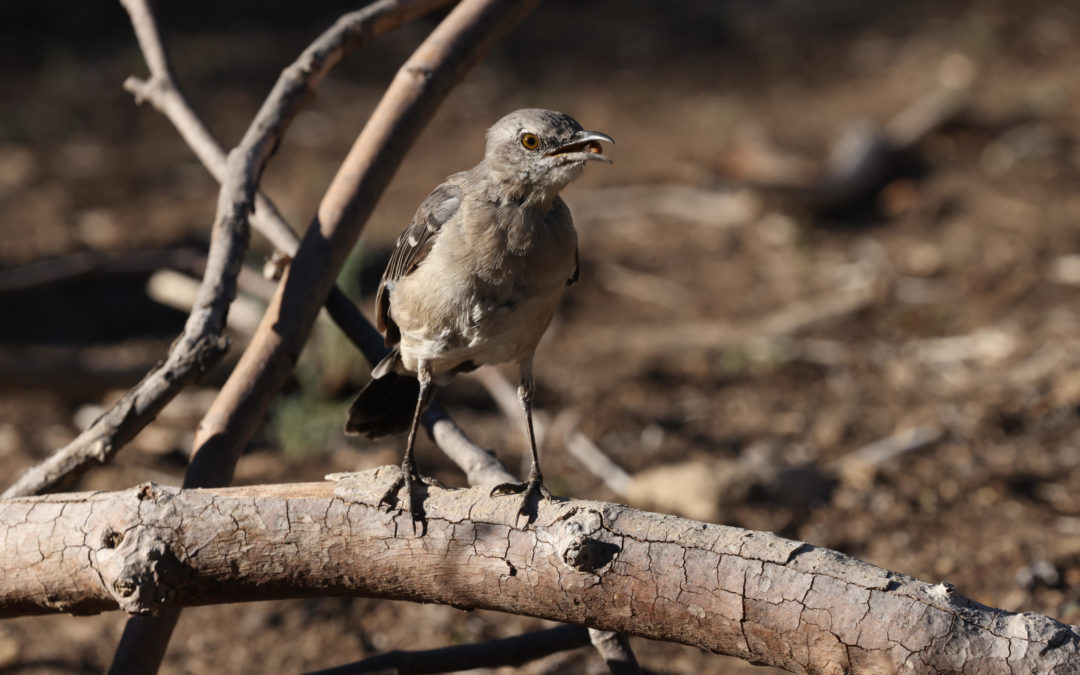 Native Birds of Arlington Garden: Bob Gorcik