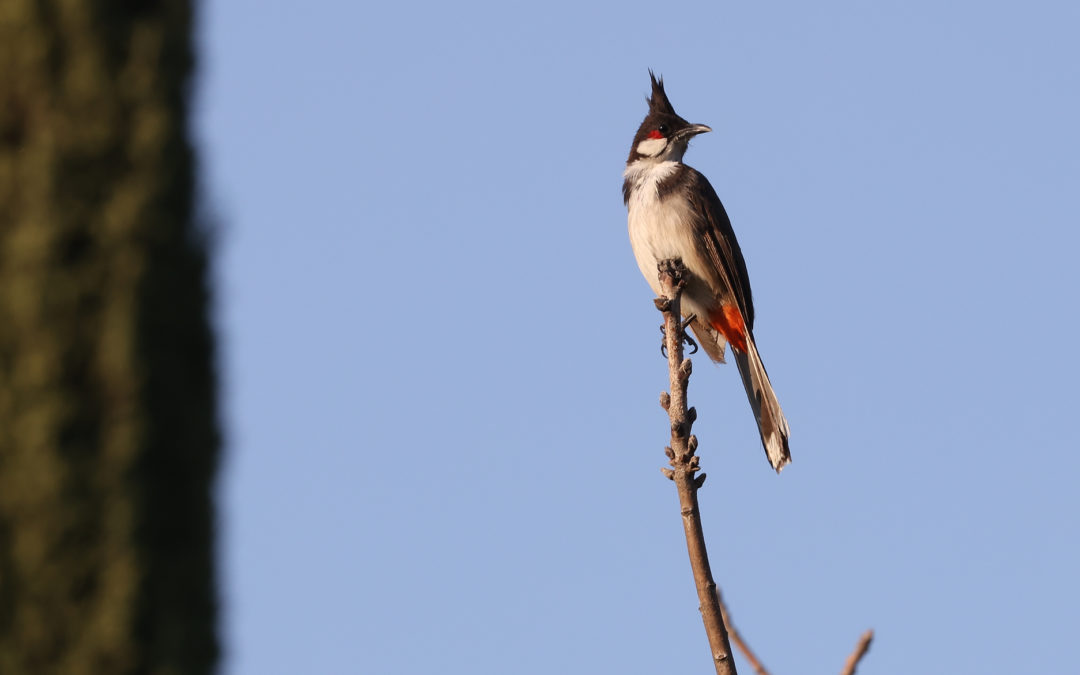 Non-native Birds at Arlington: Bob Gorcik