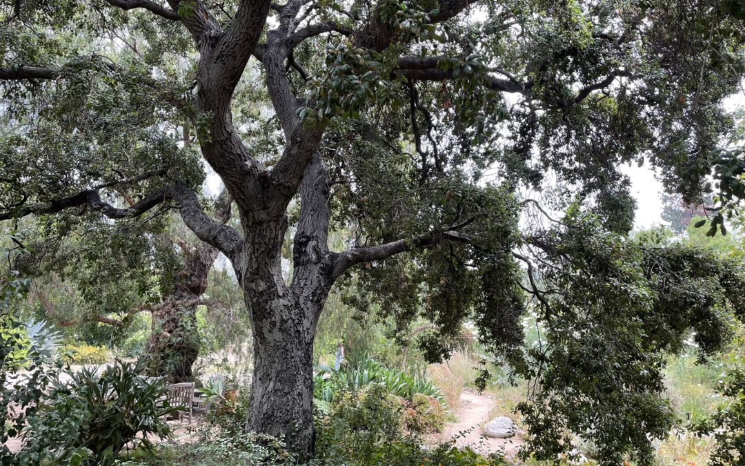 Arlington, Overworld: Quercus agrifolia