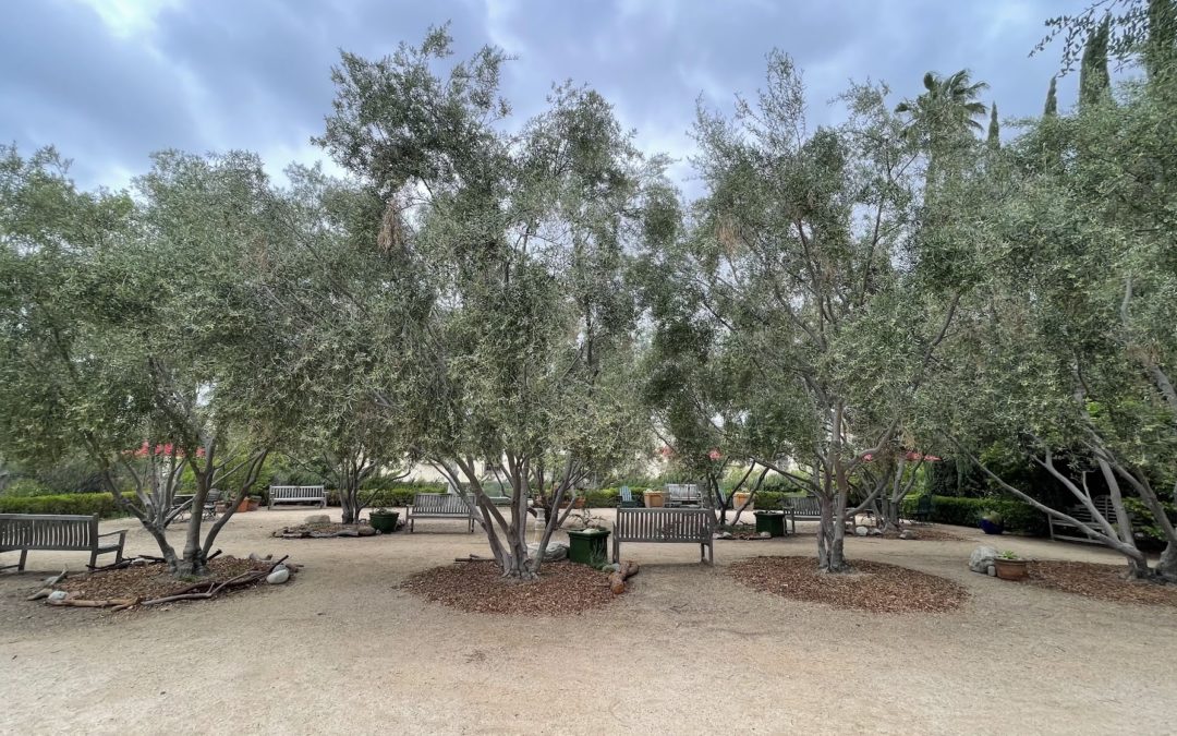 Arlington, Overworld: Olea europaea “Wilsonii”