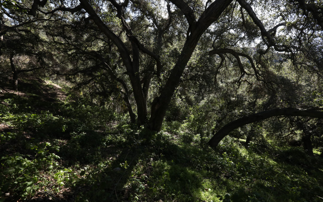 Teaching Trees: Reflections on Oak Ecosystems