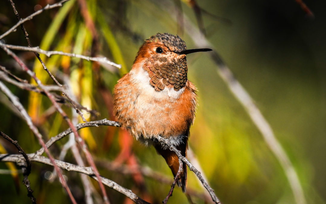 What’s in a Name? The Hummingbirds of Arlington Garden: Charles Hood